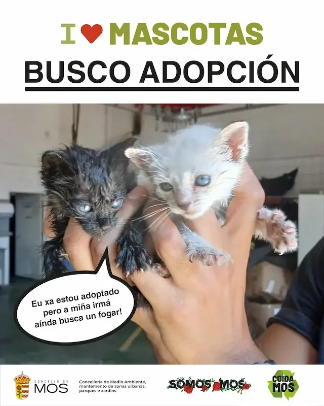 mos_ilovemascotas_RRSS2