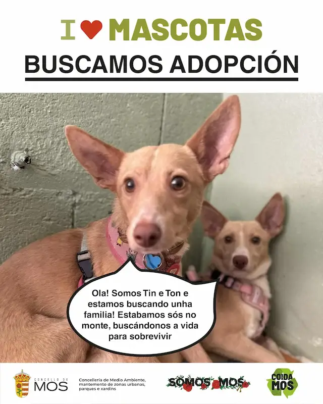 mos_ilovemascotas_RRSS3