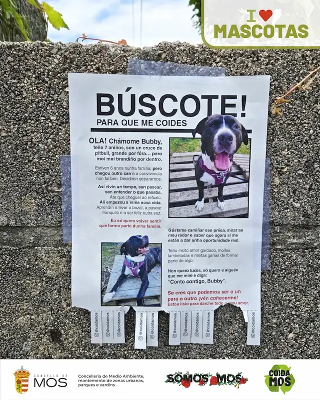 mos_ilovemascotas_campaña1