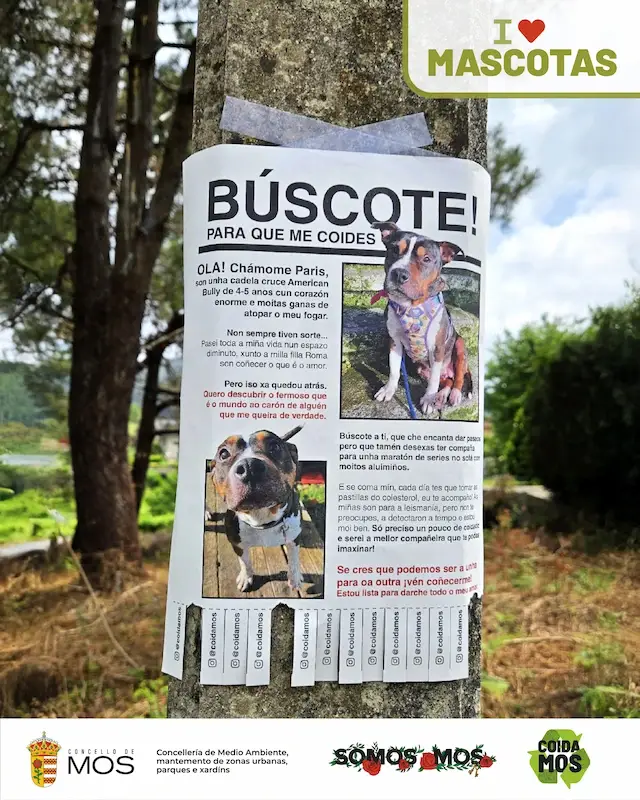 mos_ilovemascotas_campaña3