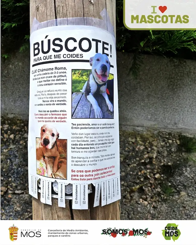 mos_ilovemascotas_campaña4